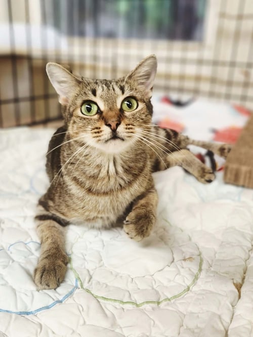 MACCHIATO - Domestic Short Hair for adoption in Athens
