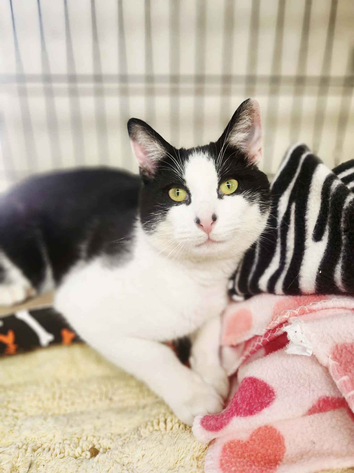 VINNIE BIG BOY - Domestic Short Hair for adoption in Athens