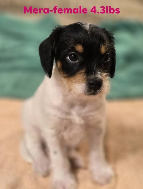 MERA - Chihuahua / Terrier available for adoption