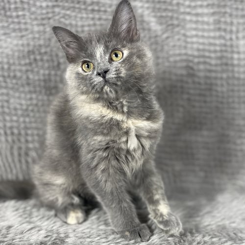 FREIGHTSHAKER - ANDREA FOSTER - Domestic Long Hair available for adoption