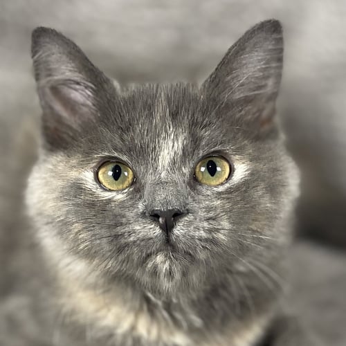 FREIGHTSHAKER - ANDREA FOSTER - Domestic Long Hair available for adoption