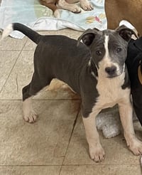 COURTESY POST..Cooper (Coop) - Photo 1