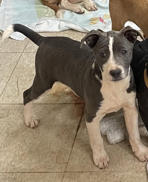 COURTESY POST..COOPER (COOP) - Catahoula Leopard Dog available for adoption