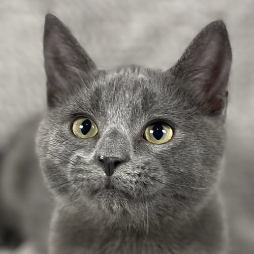 REEFER - ANDREA FOSTER - Domestic Long Hair available for adoption