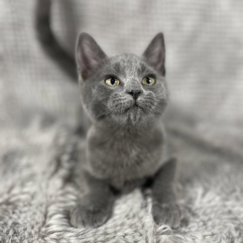 REEFER - ANDREA FOSTER - Domestic Long Hair available for adoption