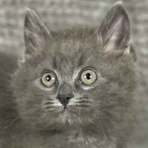 TYSON - ANDREA FOSTER - Domestic Long Hair available for adoption