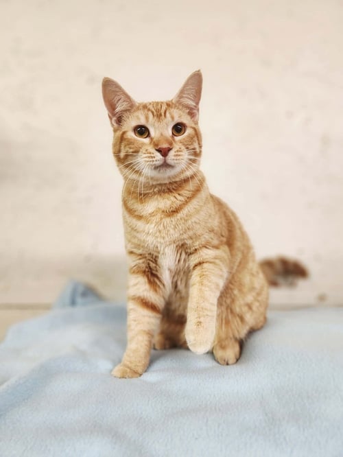 CHEDDAR CHEESE - Domestic Short Hair for adoption in Athens