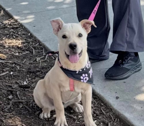 COURTESY POST...ELLA - Labrador Retriever / Rottweiler available for adoption