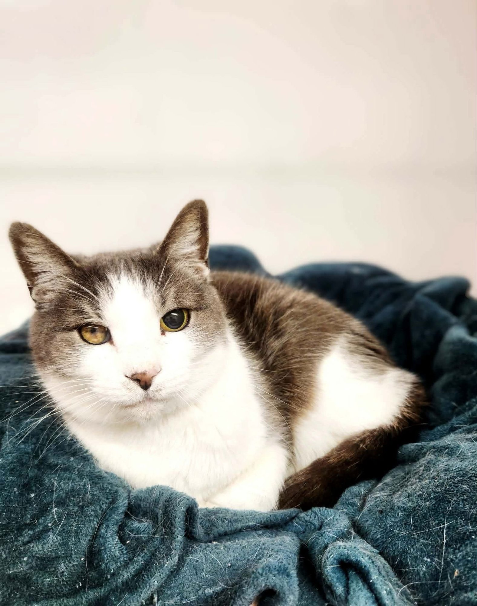 MRS BEASLEY - Domestic Short Hair available for adoption