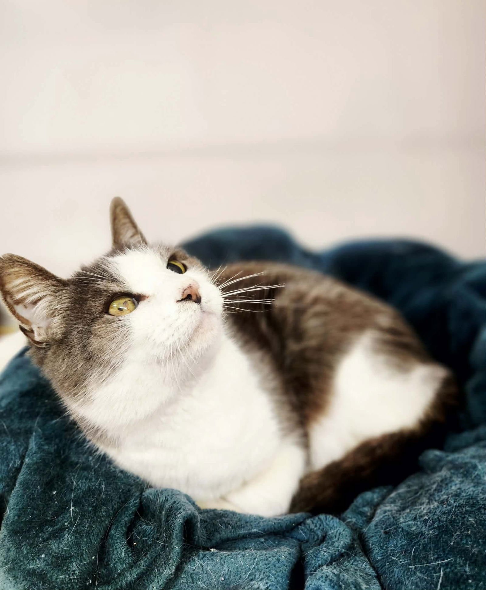 MRS BEASLEY - Domestic Short Hair available for adoption