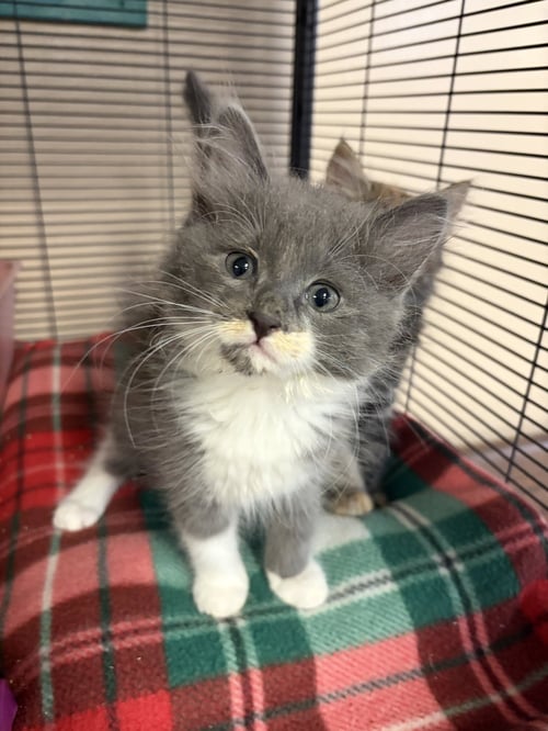 BUZZ - Domestic Long Hair available for adoption