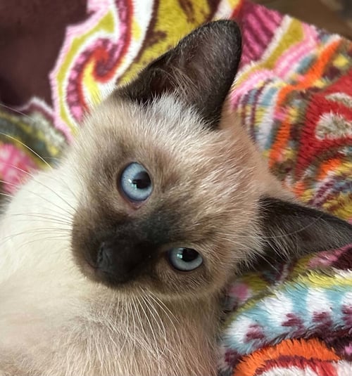 OREANA - Domestic Short Hair / Siamese available for adoption