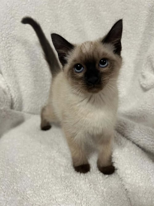 OREANA - Domestic Short Hair / Siamese available for adoption
