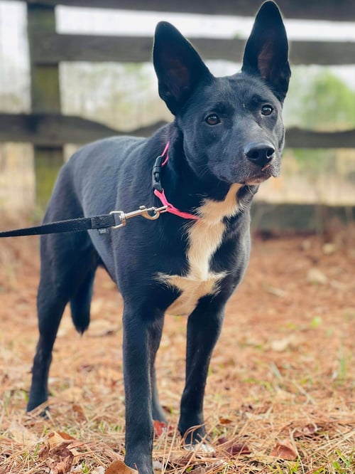 COURTESY POST...CLEO - Australian Kelpie available for adoption