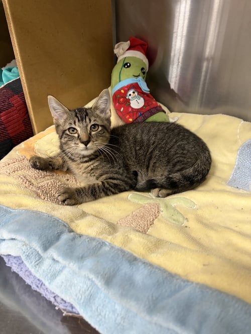 RILEY - Domestic Short Hair available for adoption