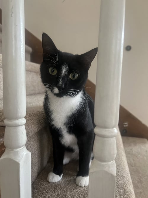 SKUNK - ANDREA FOSTER - Domestic Short Hair for adoption in Athens