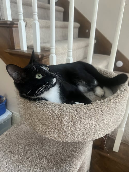 SKUNK - ANDREA FOSTER - Domestic Short Hair available for adoption