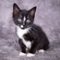 Skunk - Andrea foster - Photo 4
