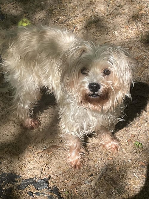2.. LUNA - Shih Tzu / Poodle (Miniature) available for adoption