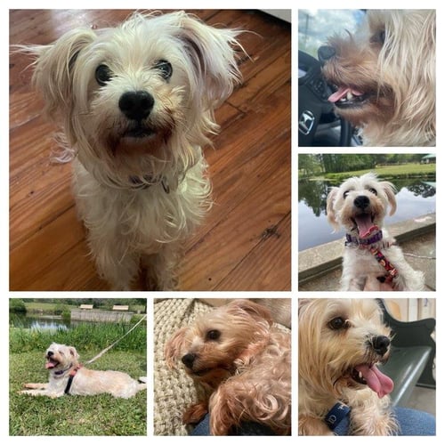 2.. LUNA - Shih Tzu / Poodle (Miniature) available for adoption