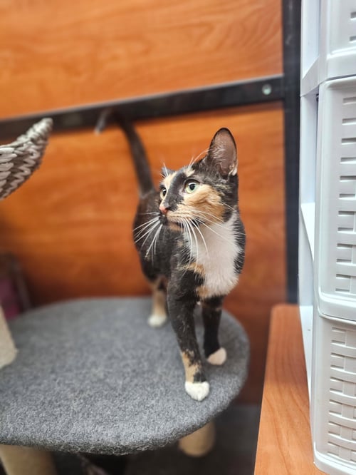KARMA - Domestic Short Hair available for adoption