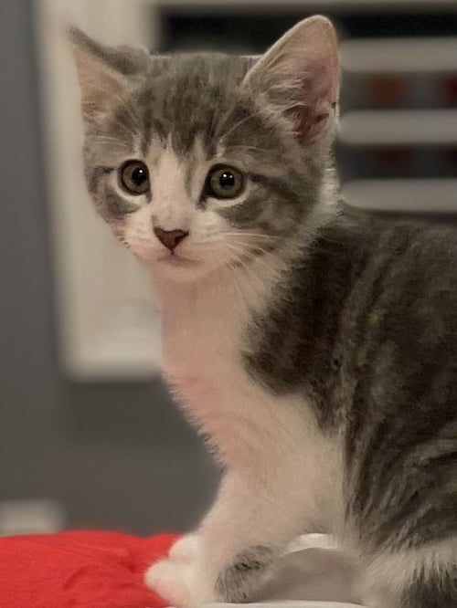 GOBLIN - Domestic Short Hair available for adoption