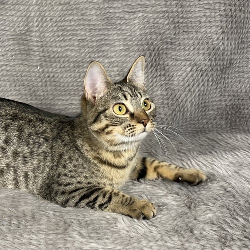 FLEETWOOD - ANDREA FOSTER - Domestic Short Hair for adoption in Athens