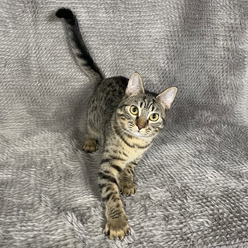 FLEETWOOD - ANDREA FOSTER - Domestic Short Hair available for adoption