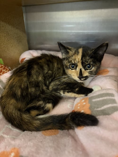 LADYBUG - Domestic Short Hair for adoption in Athens