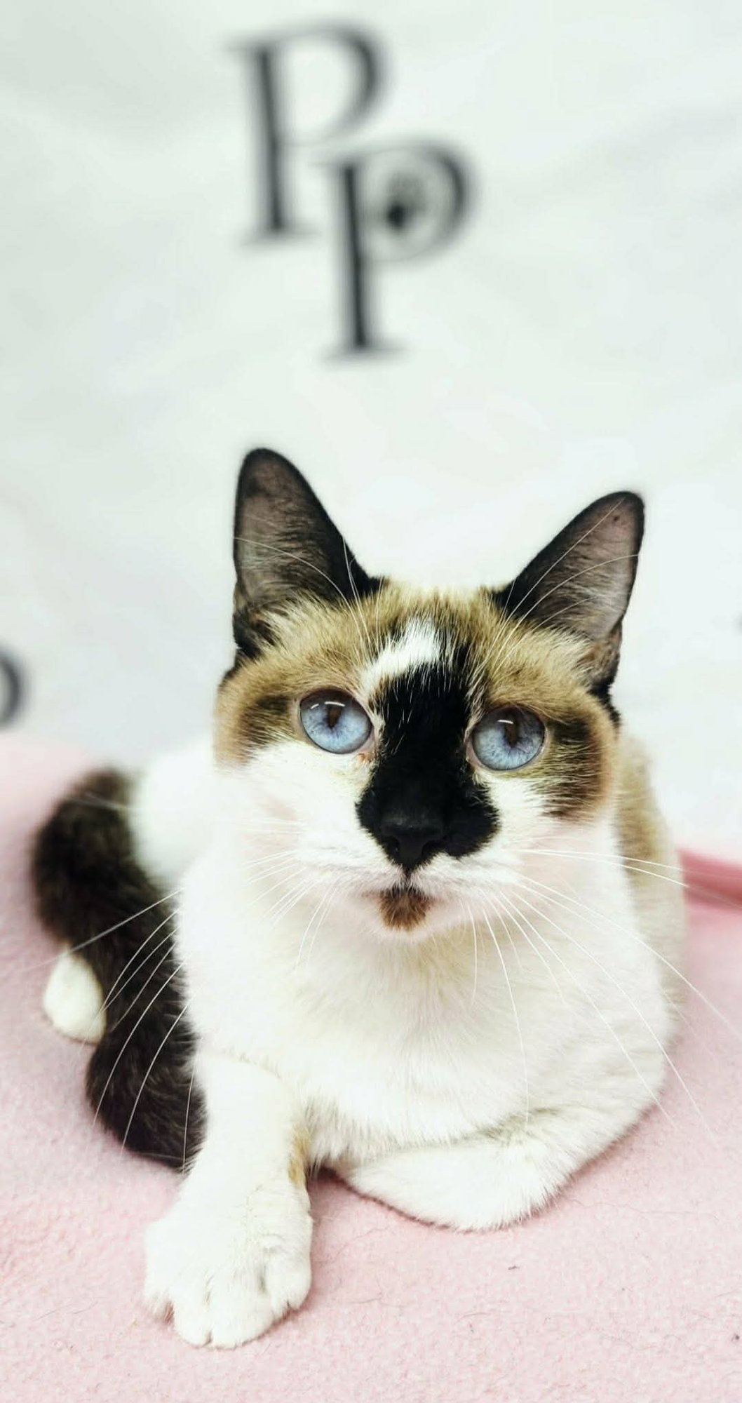 DESTINY - Domestic Short Hair / Siamese available for adoption