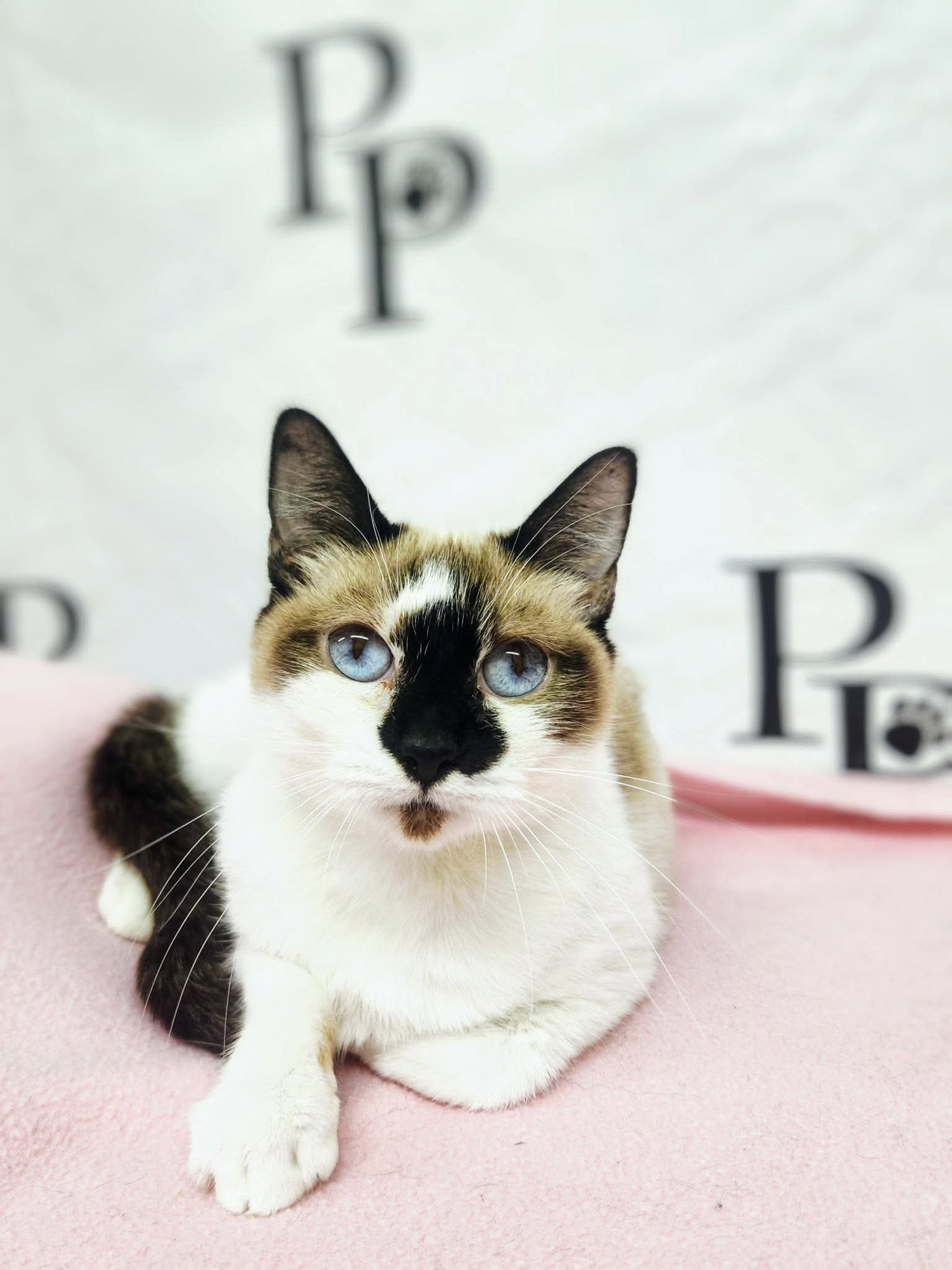 DESTINY - Domestic Short Hair / Siamese available for adoption