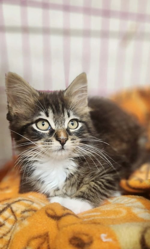 MICE SHARRONA - Domestic Long Hair available for adoption