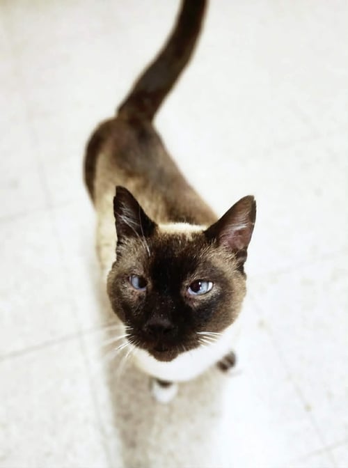 HUGS - Domestic Short Hair / Siamese for adoption in Athens