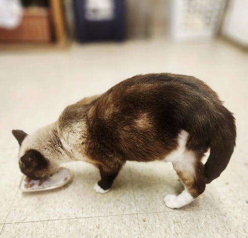 HUGS - Domestic Short Hair / Siamese available for adoption