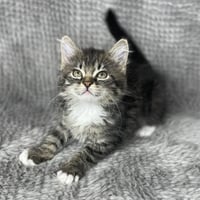 Aurora - Andrea foster - Photo 3