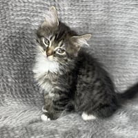 Aurora - Andrea foster - Photo 1