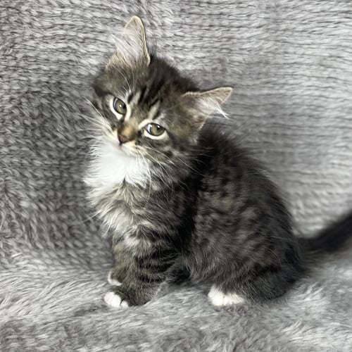 AURORA - ANDREA FOSTER - Domestic Long Hair available for adoption
