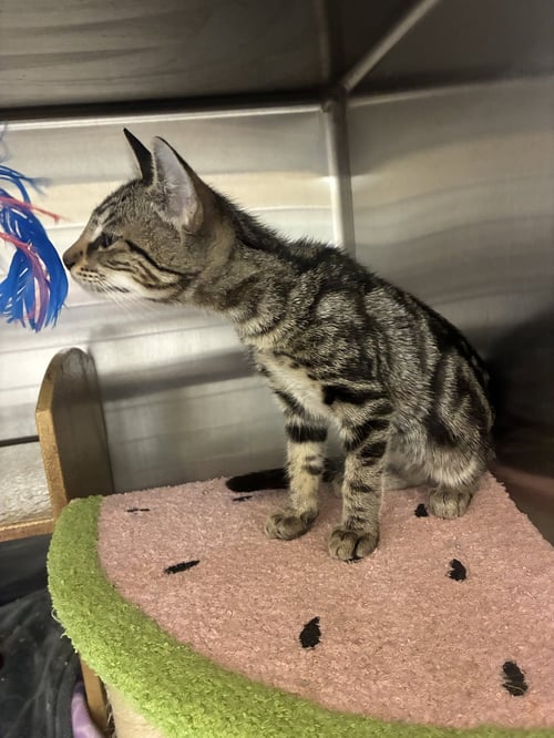 AMERICANA - Domestic Short Hair available for adoption