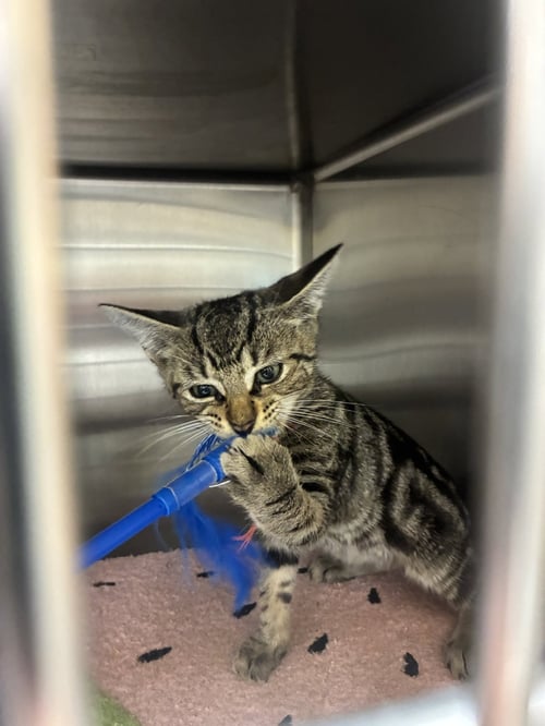 AMERICANA - Domestic Short Hair available for adoption