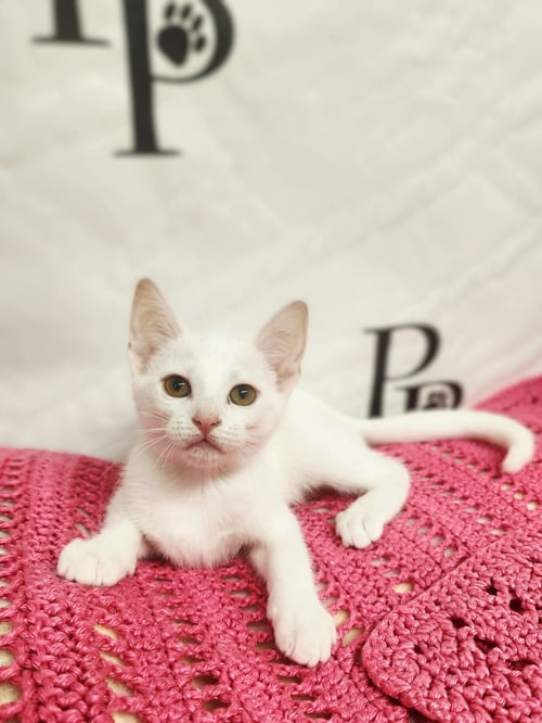 SNOW WHITE - Domestic Short Hair available for adoption