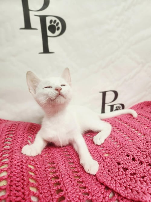 SNOW WHITE - Domestic Short Hair available for adoption