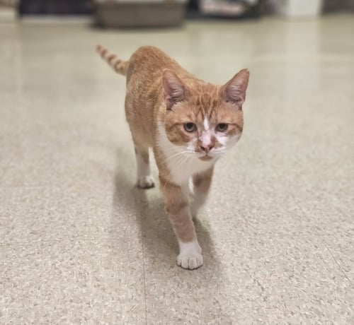 DUCK - ANDREA FOSTER - Domestic Short Hair available for adoption