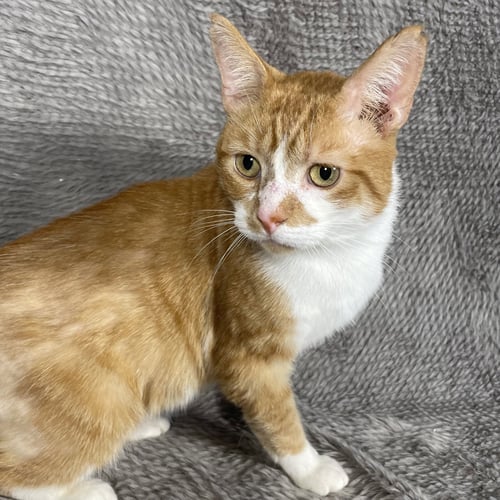 DUCK - ANDREA FOSTER - Domestic Short Hair for adoption in Athens