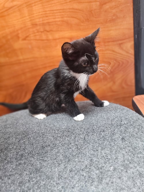 OREO - Domestic Short Hair available for adoption