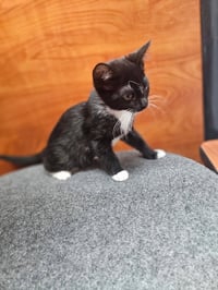 Oreo - Photo 3