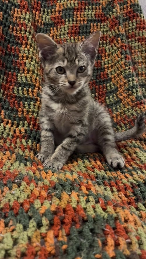 ABE - Domestic Short Hair for adoption in Athens