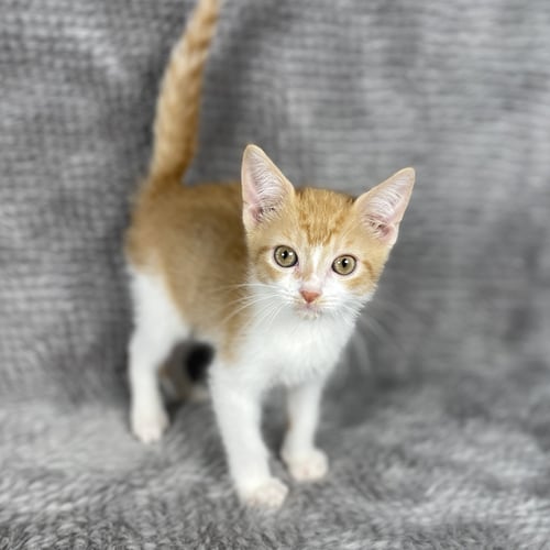ORANGE PEEL - ANDREA FOSTER - Domestic Short Hair available for adoption