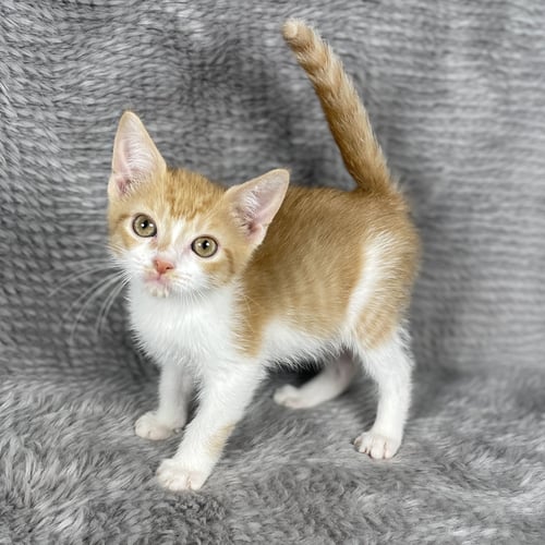 ORANGE PEEL - ANDREA FOSTER - Domestic Short Hair available for adoption