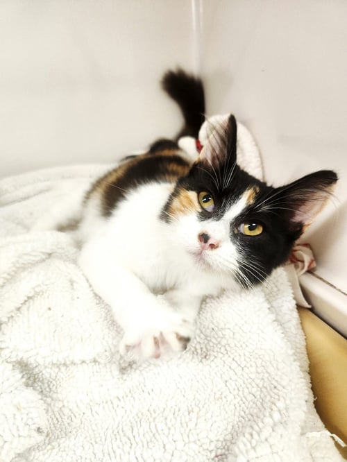 CALI - Domestic Medium Hair / Tortoiseshell available for adoption