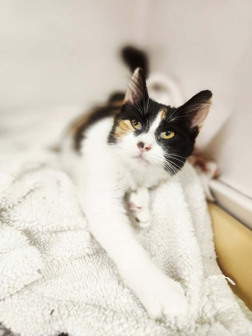 CALI - Domestic Medium Hair / Tortoiseshell available for adoption